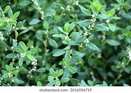 Attēlu rezultāti vaicājumam “Polygonum aviculare leaf”