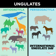 Attēlu rezultāti vaicājumam “Artiodactyla”