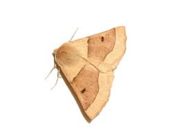 Attēlu rezultāti vaicājumam “Crocallis elinguaria larva”