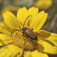 Attēlu rezultāti vaicājumam “Pseudovadonia livida”