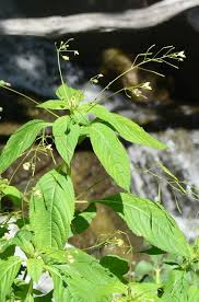 Attēlu rezultāti vaicājumam “Impatiens parviflora”