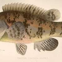 Image result for Tautoga onitis