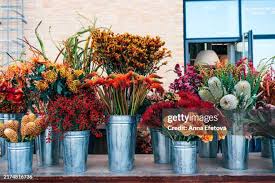 Image result for Chrysanthemum spectabile