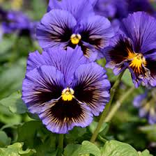 Image result for Viola wittrockiana