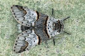 Attēlu rezultāti vaicājumam “Furcula bifida”