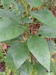 Attēlu rezultāti vaicājumam “Helianthus tuberosus leaf”