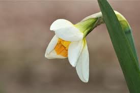 Attēlu rezultāti vaicājumam “Narcissus bud”