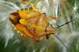 Attēlu rezultāti vaicājumam “Carpocoris purpureipennis”