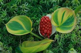 Attēlu rezultāti vaicājumam “Calla palustris fruit”