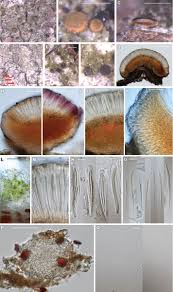 Attēlu rezultāti vaicājumam “Bacidia subincompta”