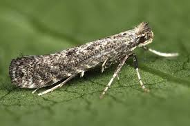 Attēlu rezultāti vaicājumam “Parornix anglicella”