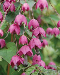 Image result for Rhodochiton atrosanguineum