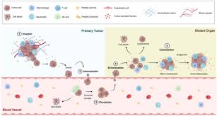 「エンリカ・クローチェ」の画像検索結果