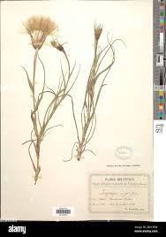 Attēlu rezultāti vaicājumam “Tragopogon heterospermus bud”