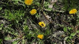 Attēlu rezultāti vaicājumam “Tragopogon heterospermus flower”
