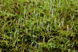 Attēlu rezultāti vaicājumam “Eocronartium muscicola”