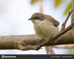 Attēlu rezultāti vaicājumam “Sylvia curruca”