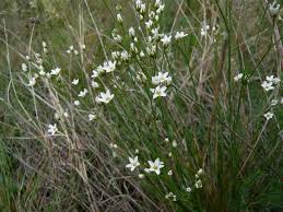 Attēlu rezultāti vaicājumam “Arenaria procera”
