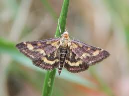 Attēlu rezultāti vaicājumam “Pyrausta purpuralis”