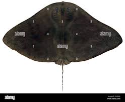 Image result for Gymnura micrura