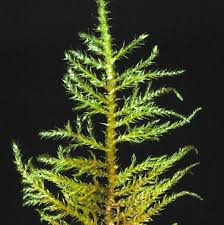 Attēlu rezultāti vaicājumam “Eurhynchium praelongum”