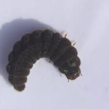 Attēlu rezultāti vaicājumam “Phosphaenus hemipterus”