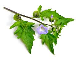 Attēlu rezultāti vaicājumam “Nicandra physalodes fruit”