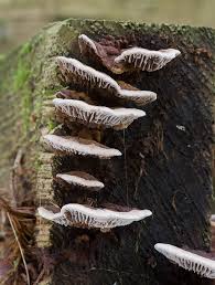 Attēlu rezultāti vaicājumam “Gloeophyllum abietinum”