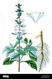 Image result for Ocimum basilicum