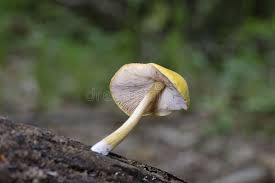 Attēlu rezultāti vaicājumam “Pluteus leoninus”