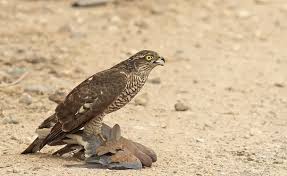 Attēlu rezultāti vaicājumam “Accipiter nisus”