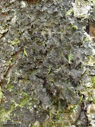 Attēlu rezultāti vaicājumam “Leptogium lichenoides”