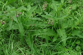 Image result for Symphytum officinale
