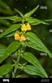 Attēlu rezultāti vaicājumam “Melampyrum sylvaticum”