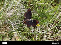 Attēlu rezultāti vaicājumam “Erebia aethiops underside”
