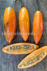 Attēlu rezultāti vaicājumam “Carex digitata fruit”