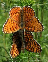 Attēlu rezultāti vaicājumam “Melitaea phoebe underside”