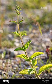 Attēlu rezultāti vaicājumam “Scrophularia umbrosa flower”