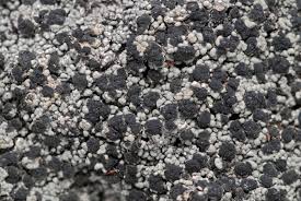 Attēlu rezultāti vaicājumam “Trapeliopsis granulosa”