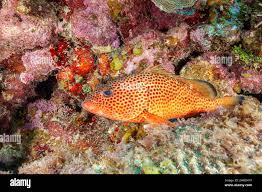 Image result for Epinephelus guttatus