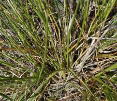 Attēlu rezultāti vaicājumam “Danthonia decumbens”