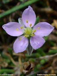 Attēlu rezultāti vaicājumam “Spergularia rubra”