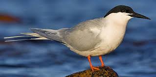 Image result for Sterna dougallii