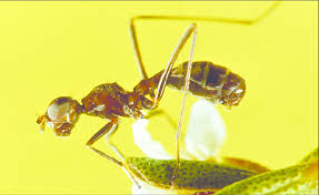 Attēlu rezultāti vaicājumam “Micropezidae”