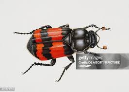 Attēlu rezultāti vaicājumam “Silphidae”