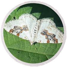 Attēlu rezultāti vaicājumam “Xanthorhoe montanata”