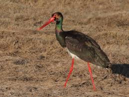 Attēlu rezultāti vaicājumam “Ciconia nigra adult”