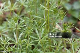 Attēlu rezultāti vaicājumam “Galium aparine leaf”