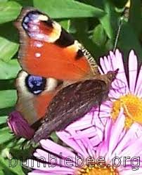 Attēlu rezultāti vaicājumam “Inachis io underside”