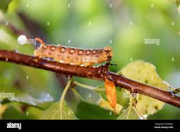 Attēlu rezultāti vaicājumam “Hyles gallii imago”
